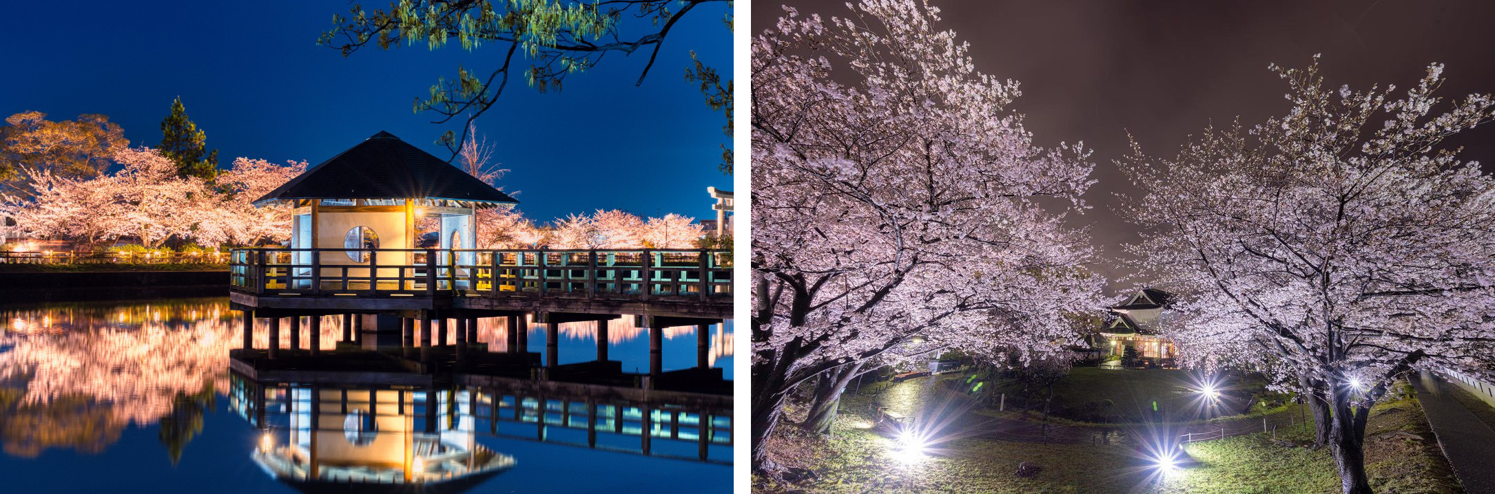 桜のライトアップ