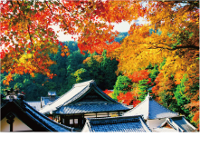 柳谷観音楊谷寺