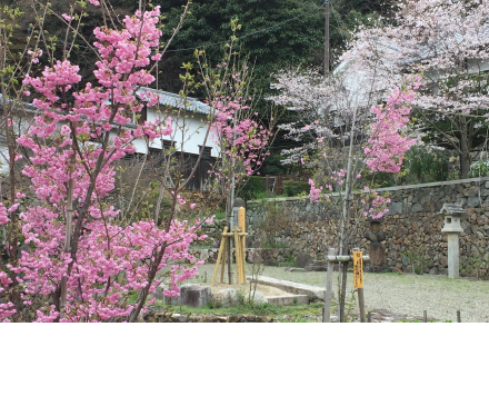 柳谷観音楊谷寺